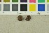  (Alpova diplophloeus - O-F-151994)  @11 [ ] CreativeCommons - Attribution Non-Commercial Share-Alike (2017) Unspecified University of Oslo, Natural History Museum