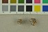  ( - O-F-152349)  @11 [ ] CreativeCommons - Attribution Non-Commercial Share-Alike (2017) Unspecified University of Oslo, Natural History Museum