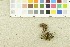  ( - O-F-168325)  @11 [ ] CreativeCommons - Attribution Non-Commercial Share-Alike (2017) Unspecified University of Oslo, Natural History Museum