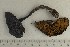  ( - O-F-168384)  @11 [ ] by-nc-sa (2021) Unspecified University of Oslo, Natural History Museum