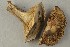  ( - O-F-169115)  @11 [ ] by-nc-sa (2021) Unspecified University of Oslo, Natural History Museum
