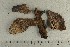  (Cortinarius bovinellus - O-F-169417)  @11 [ ] by-nc-sa (2021) Unspecified University of Oslo, Natural History Museum