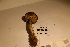  ( - TROM_F_17336)  @11 [ ] CreativeCommons - Attribution Non-Commercial Share-Alike (2017) Unspecified Tromsø University Museum