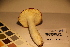  ( - TROM_F_17356)  @11 [ ] CreativeCommons - Attribution Non-Commercial Share-Alike (2017) Unspecified Tromsø University Museum