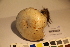  ( - TROM_F_17362)  @11 [ ] CreativeCommons - Attribution Non-Commercial Share-Alike (2017) Unspecified Tromsø University Museum