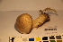  ( - TROM_F_17390)  @11 [ ] CreativeCommons - Attribution Non-Commercial Share-Alike (2017) Unspecified Tromsø University Museum