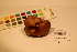  (Cortinarius herpeticus - TROM_F_17418)  @11 [ ] CreativeCommons - Attribution Non-Commercial Share-Alike (2017) Unspecified Tromsø University Museum