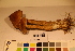  ( - TROM_F_17449)  @11 [ ] CreativeCommons - Attribution Non-Commercial Share-Alike (2017) Unspecified Tromsø University Museum