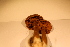 ( - TROM_F_17449)  @11 [ ] CreativeCommons - Attribution Non-Commercial Share-Alike (2017) Unspecified Tromsø University Museum