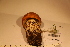  ( - TROM-F-17504)  @11 [ ] CreativeCommons - Attribution Non-Commercial Share-Alike (2017) Unspecified Tromsø University Museum