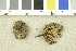  ( - O-F-177990)  @11 [ ] CreativeCommons - Attribution Non-Commercial Share-Alike (2017) Unspecified University of Oslo, Natural History Museum