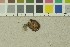  (Cortinarius pusillus - O-F-17841)  @11 [ ] by-nc-sa (2016) Unspecified University of Oslo, Natural History Museum