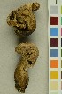  (Caloboletus - O-F-179329)  @11 [ ] CreativeCommons - Attribution Non-Commercial Share-Alike (2019) Unspecified University of Oslo, Natural History Museum