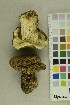  ( - O-F-188969)  @11 [ ] CreativeCommons - Attribution Non-Commercial Share-Alike (2019) Unspecified University of Oslo, Natural History Museum