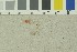  (Atheniella flavoalba - O-F-203745)  @11 [ ] by-nc-sa (2016) Unspecified University of Oslo, Natural History Museum