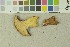  (Rubinoboletus - O-F-203772)  @11 [ ] by-nc-sa (2016) Unspecified University of Oslo, Natural History Museum