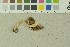  (Inocybe geophylla - O-F-203809)  @11 [ ] by-nc-sa (2016) Unspecified University of Oslo, Natural History Museum