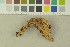  ( - O-F-203849)  @11 [ ] by-nc-sa (2016) Unspecified University of Oslo, Natural History Museum