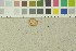  (Pluteus semibulbosus - O-F-203872)  @11 [ ] by-nc-sa (2016) Unspecified University of Oslo, Natural History Museum