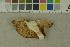  (Infundibulicybe lapponica - O-F-203991)  @11 [ ] by-nc-sa (2023) Unspecified University of Oslo, Natural History Museum