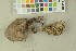  ( - O-F-204039)  @11 [ ] by-nc-sa (2023) Unspecified University of Oslo, Natural History Museum