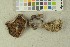 (Cortinarius brunneotinctus - O-F-204039)  @11 [ ] by-nc-sa (2023) Unspecified University of Oslo, Natural History Museum