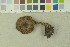 ( - O-F-204045)  @11 [ ] by-nc-sa (2023) Unspecified University of Oslo, Natural History Museum