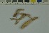  ( - O-F-204197)  @11 [ ] by-nc-sa (2023) Unspecified University of Oslo, Natural History Museum