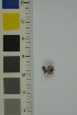 ( - O-F-204314)  @11 [ ] by-nc-sa (2023) Unspecified University of Oslo, Natural History Museum