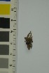  ( - O-F-204315)  @11 [ ] by-nc-sa (2023) Unspecified University of Oslo, Natural History Museum