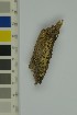  ( - O-F-204339)  @11 [ ] by-nc-sa (2023) Unspecified University of Oslo, Natural History Museum