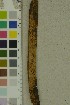  ( - O-F-204344)  @11 [ ] by-nc-sa (2023) Unspecified University of Oslo, Natural History Museum