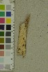 ( - O-F-204349)  @11 [ ] by-nc-sa (2023) Unspecified University of Oslo, Natural History Museum