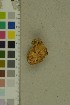  (Spongipellis spumeus - O-F-204354)  @11 [ ] by-nc-sa (2023) Unspecified University of Oslo, Natural History Museum