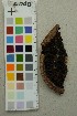  ( - O-F-204391)  @11 [ ] by-nc-sa (2025) Unspecified University of Oslo, Natural History Museum