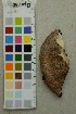 ( - O-F-204391)  @11 [ ] by-nc-sa (2025) Unspecified University of Oslo, Natural History Museum