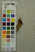  (Crustoderma corneum - O-F-204397)  @11 [ ] by-nc-sa (2025) Unspecified University of Oslo, Natural History Museum