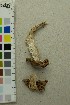 ( - O-F-204472)  @11 [ ] by-nc-sa (2025) Unspecified University of Oslo, Natural History Museum