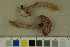  (Chroogomphus purpurascens - O-F-204487)  @11 [ ] by-nc-sa (2023) Unspecified University of Oslo, Natural History Museum
