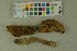  (Butyriboletus appendiculatus - O-F-210246)  @11 [ ] by-nc-sa (2023) Unspecified University of Oslo, Natural History Museum