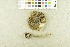  ( - O-F-21495)  @11 [ ] CreativeCommons - Attribution Non-Commercial Share-Alike (2017) Unspecified University of Oslo, Natural History Museum