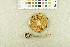  ( - O-F-21495)  @11 [ ] CreativeCommons - Attribution Non-Commercial Share-Alike (2017) Unspecified University of Oslo, Natural History Museum