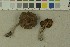  (Cortinarius rubrocinctus - O-F-215087)  @11 [ ] by-nc-sa (2023) Unspecified University of Oslo, Natural History Museum
