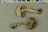  ( - O-F-215090)  @11 [ ] by-nc-sa (2023) Unspecified University of Oslo, Natural History Museum