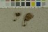  (Inocybe lanatopurpurea - O-F-215105)  @11 [ ] by-nc-sa (2023) Unspecified University of Oslo, Natural History Museum