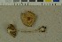  (Inocybe mixtilis - O-F-215111)  @11 [ ] by-nc-sa (2023) Unspecified University of Oslo, Natural History Museum