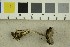  ( - O-F-21984)  @11 [ ] CreativeCommons - Attribution Non-Commercial Share-Alike (2018) Unspecified University of Oslo, Natural History Museum