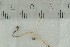  (Psathyrella parva - O-F-22035)  @11 [ ] by-nc-sa (2021) Unspecified University of Oslo, Natural History Museum