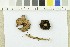  (Psathyrella atomatoides - O-F-22187)  @11 [ ] CreativeCommons - Attribution Non-Commercial Share-Alike (2017) Unspecified University of Oslo, Natural History Museum
