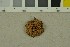  ( - O-F-22217)  @11 [ ] CreativeCommons - Attribution Non-Commercial Share-Alike (2017) Unspecified University of Oslo, Natural History Museum